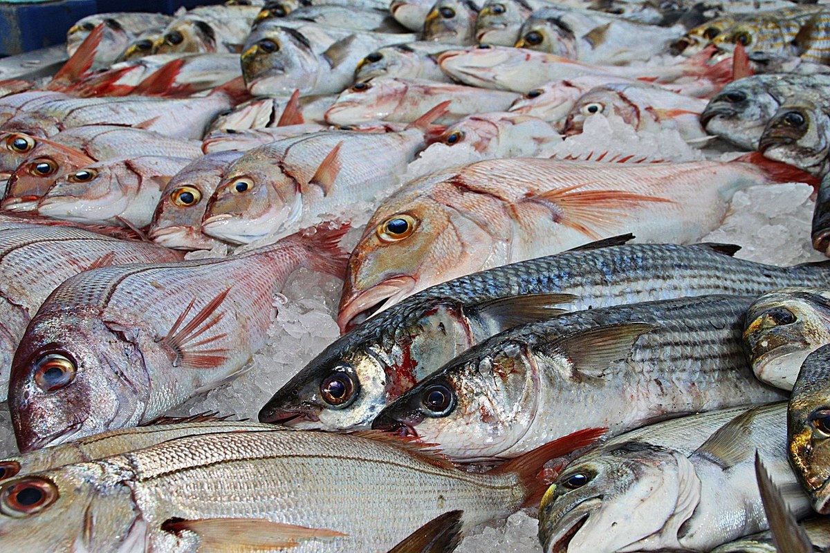 Fish Market Auction Visit 5