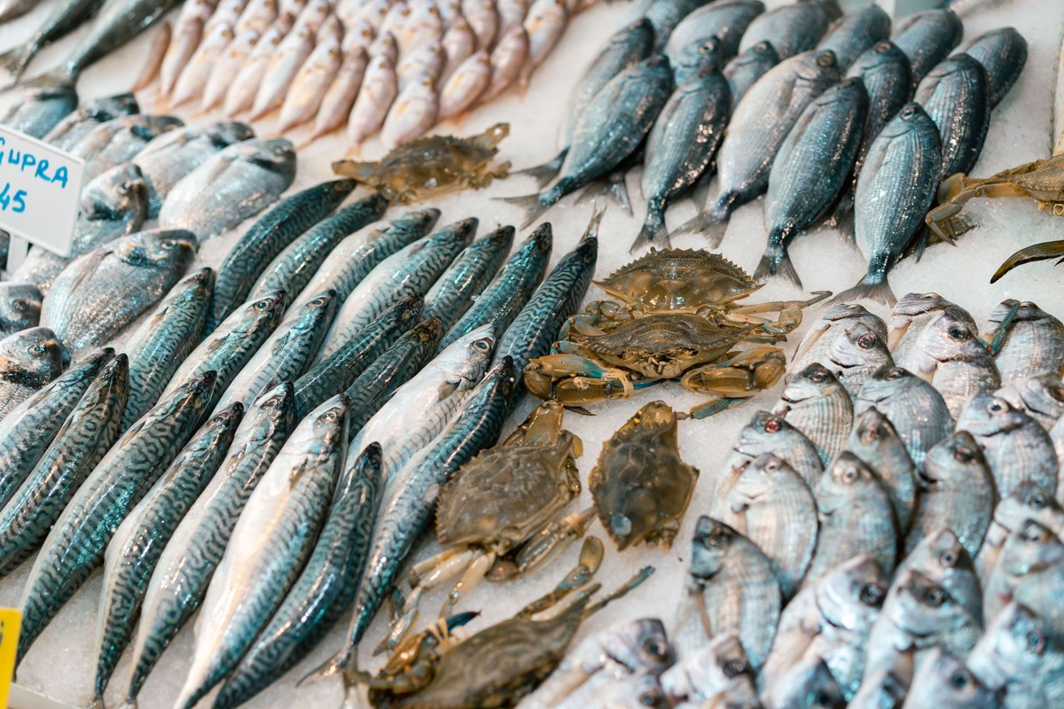 Fish Market Auction Visit 7